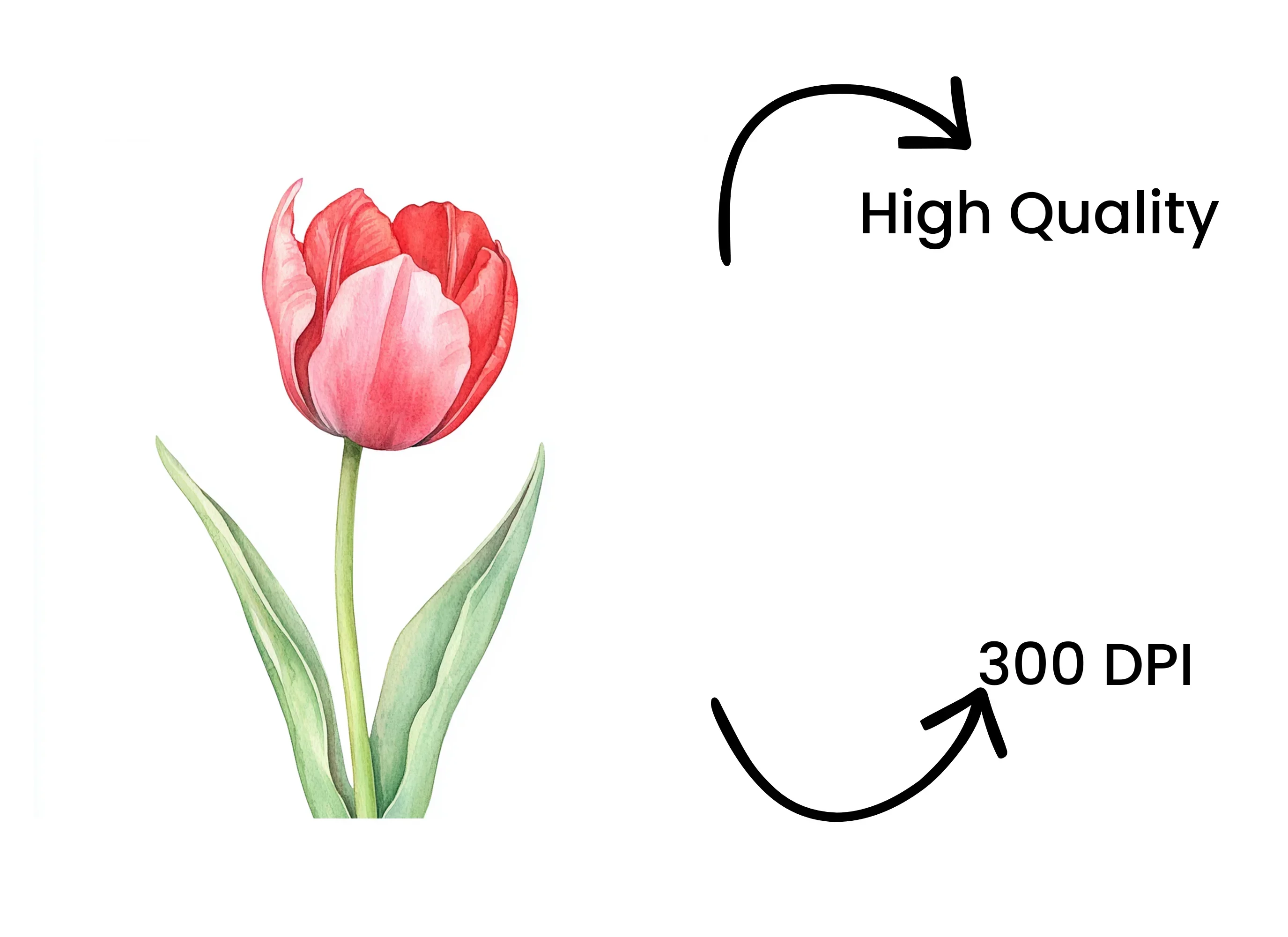 Vibrant Red Tulip Clipart Bundle - Image 4