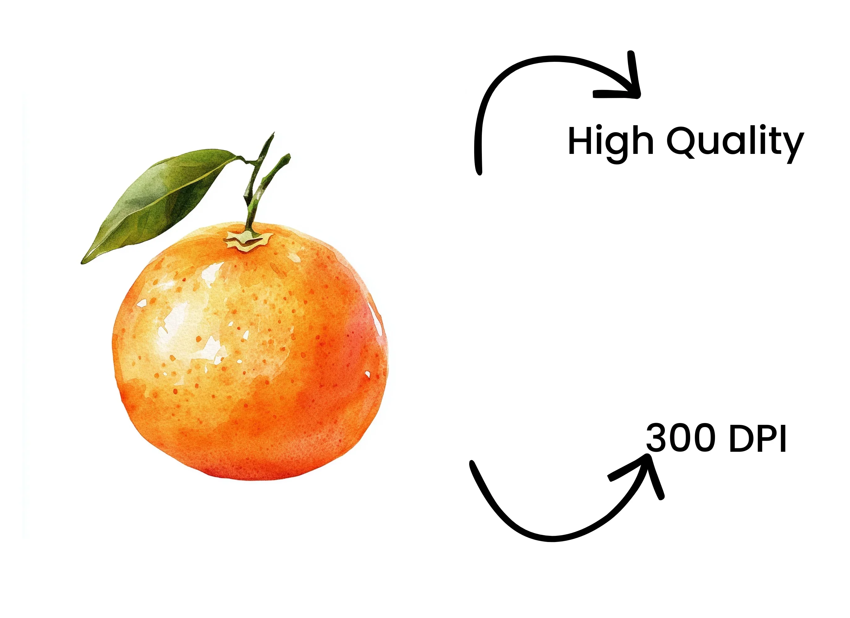 Whole Orange Fruit Clipart Bundle - Image 4