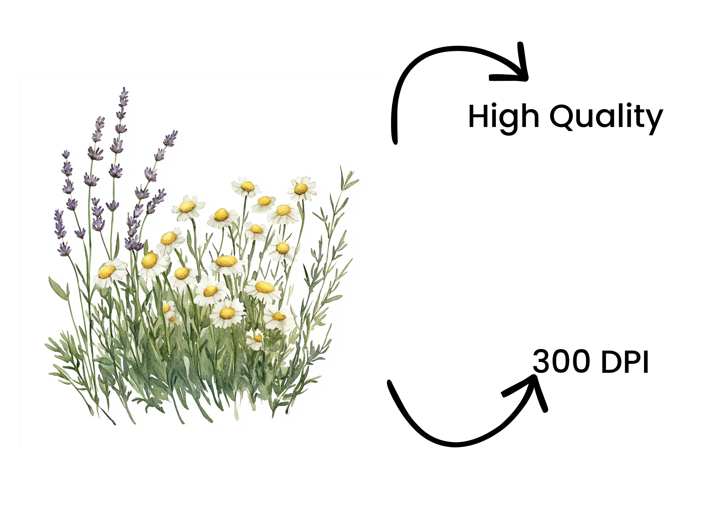 Wildflower Meadow Clipart Bundle - Image 4