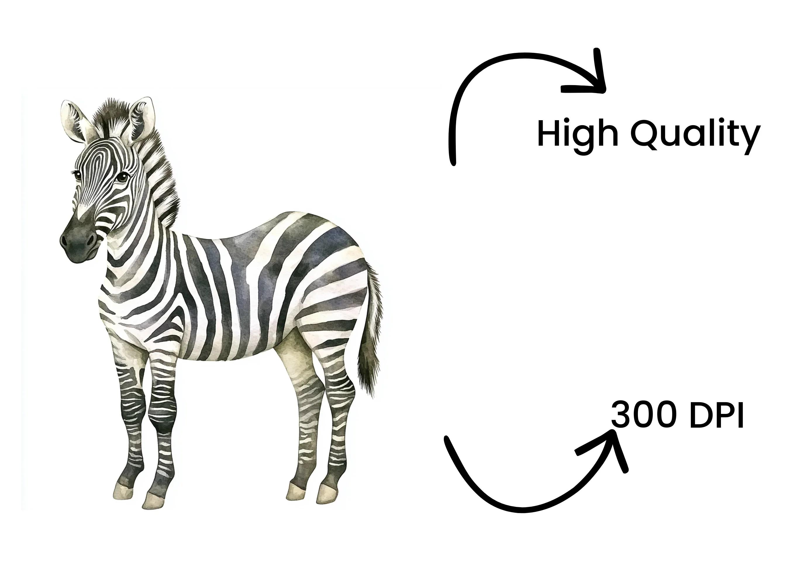 Zebra Illustration Clipart Bundle - Image 4